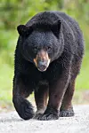 Manchester man cited for reckless endangerment after shooting bear