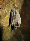 Vermont experts say bats need our help. How do we get over our fear of ...