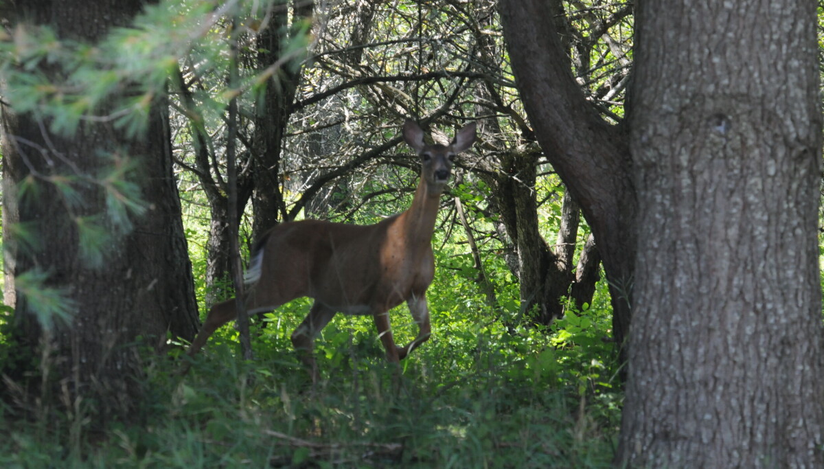 4-day muzzleloader season for antlerless deer begins Oct. 29